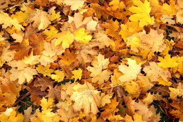 Blätter im Herbst