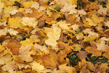 Blätter im Herbst