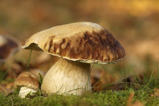 Big brown mushroom in the grass