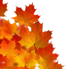 autumn - leaves - colors