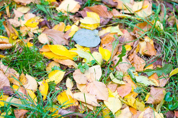 yellow rug of autumn leaves