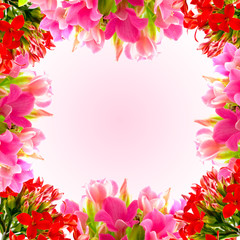 macro spring beautiful flowers