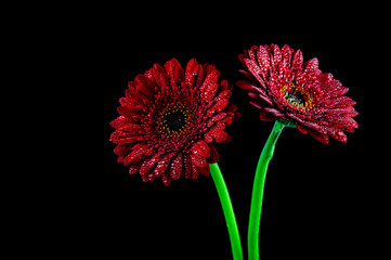 Two red gerber