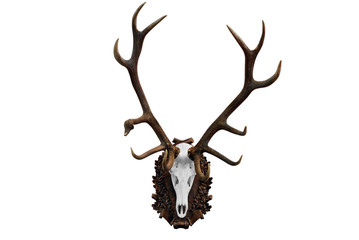deer skull with big horn hunting trophy isolated