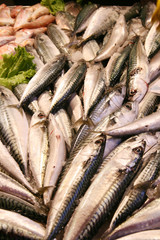 Obraz premium sgombri
