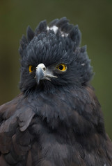 Black Hawk-Eagle (Spizaetus tyrannus)
