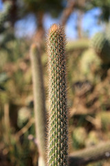 Arthrocereus rondonianus cactus