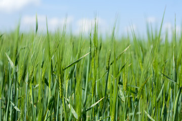 Wheaten field in a sunny day