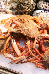 granseola