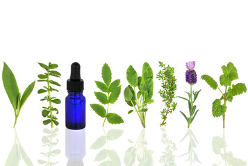 Medicinal and Culinary Herbs