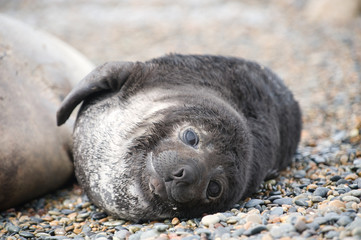 Naklejka premium Cute baby elephant seal, Valdes Peninsula