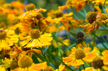 daisy flower on field background