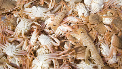 fresh sea food at the market