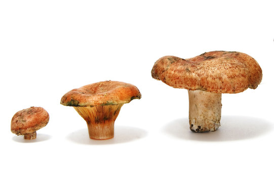rovellons