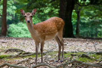 biche curieuse