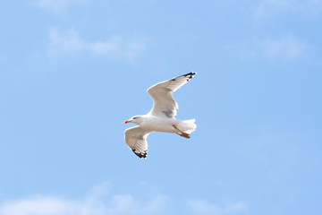 Seagull