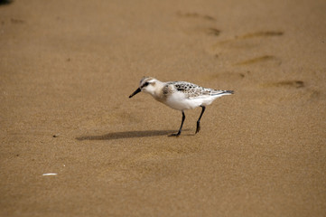 bird