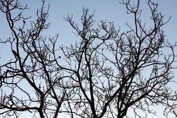 Branches
