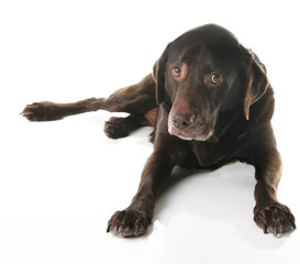 Labrador