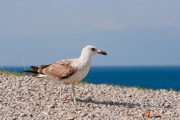 seagull