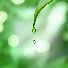 leaf and water drop