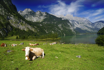 Obraz premium Cows and Koenigssee