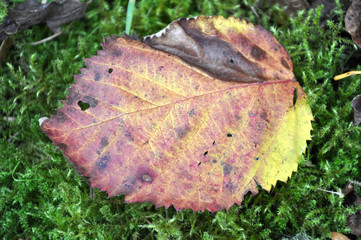Herbstblätter