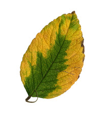 Blattoberseite  einer Kartoffelrose im Herbst