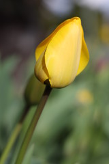 yellow flower tulip