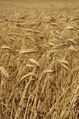 Agriculture wheat golden dried fiels crop