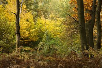 autumn forest