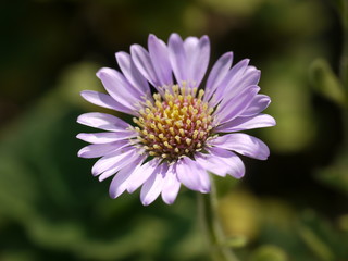 ダルマギク（達磨菊）