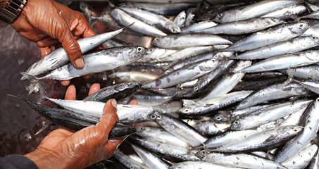 tuna fish