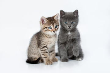 Fototapeta premium Little Kittens
