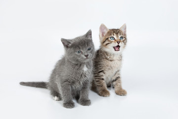 Fototapeta na wymiar Little Kittens