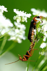 insect's kamasutra