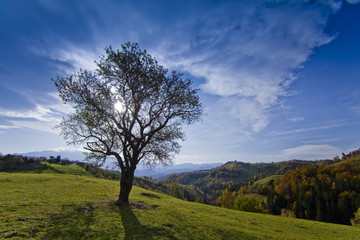 Fototapeta na wymiar Beautiful autumn scenery with isolated tree on blue sky