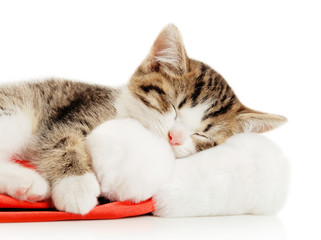 Beautiful cat in a New Year's cap