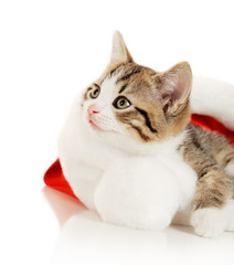 Beautiful cat in a New Year's cap