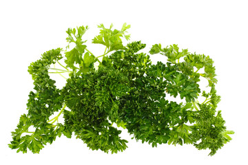 parsley, isolated
