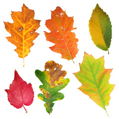 Collection of autumn leaves isolated on white