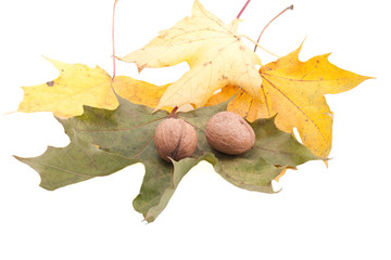 nuts