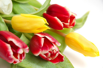 Obraz premium Colored tulips