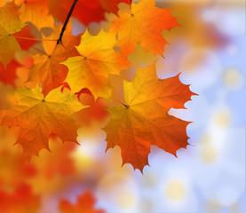 autumn - leaves - colors