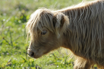 Schottisches Hochlandrind (Kalb)