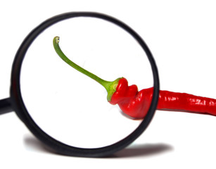 Red pepper with magnifying glass