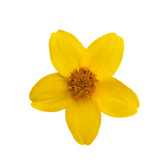 Yellow bloom isolated on white