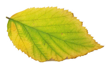 Autumn leaf isolated on white