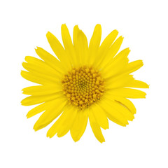 Yellow bloom isolated on white