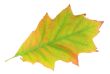 Autumn leaf isolated on white